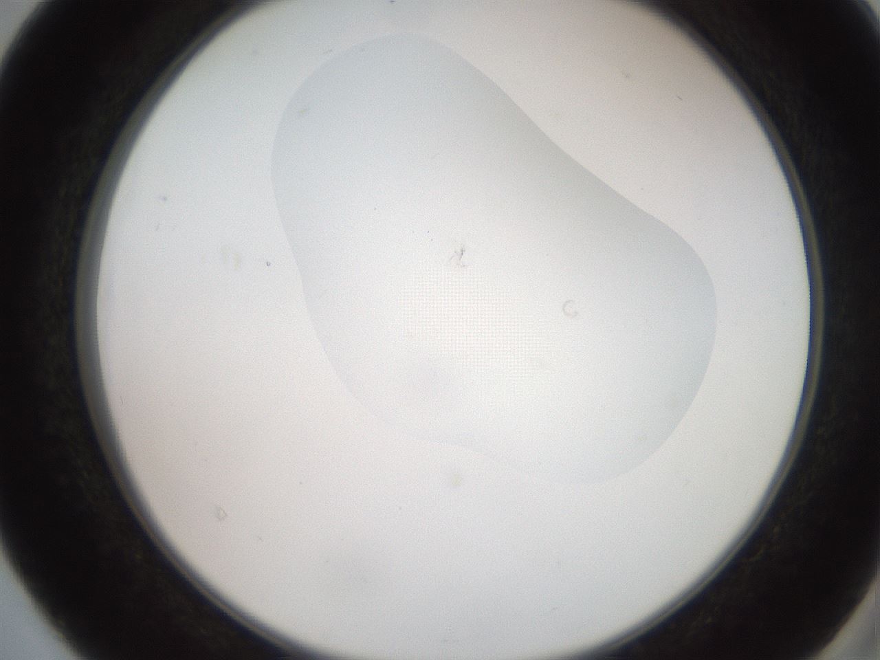 folderID551_plateID2551_batchID12545_wellNum40_profileID1_d2_r194486_ef.jpg
