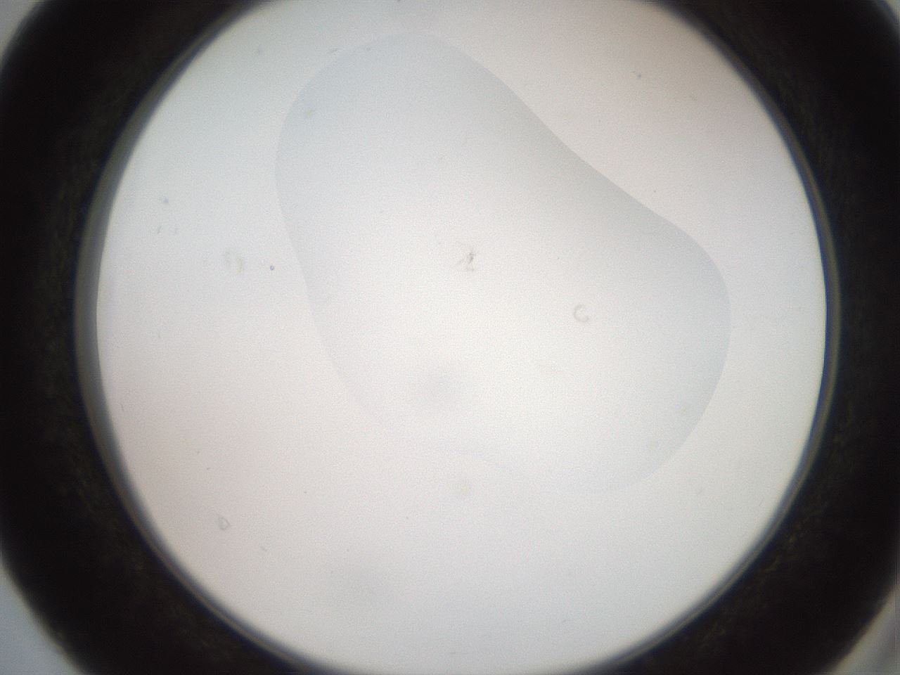 folderID551_plateID2551_batchID12550_wellNum40_profileID1_d2_r194486_ef.jpg