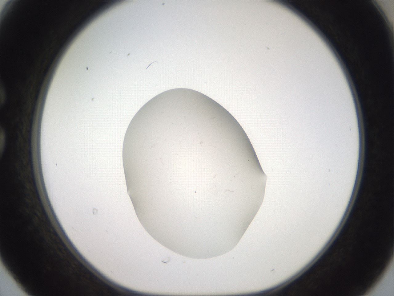 folderID552_plateID3552_batchID21057_wellNum30_profileID1_d1_r318296_ef.jpg