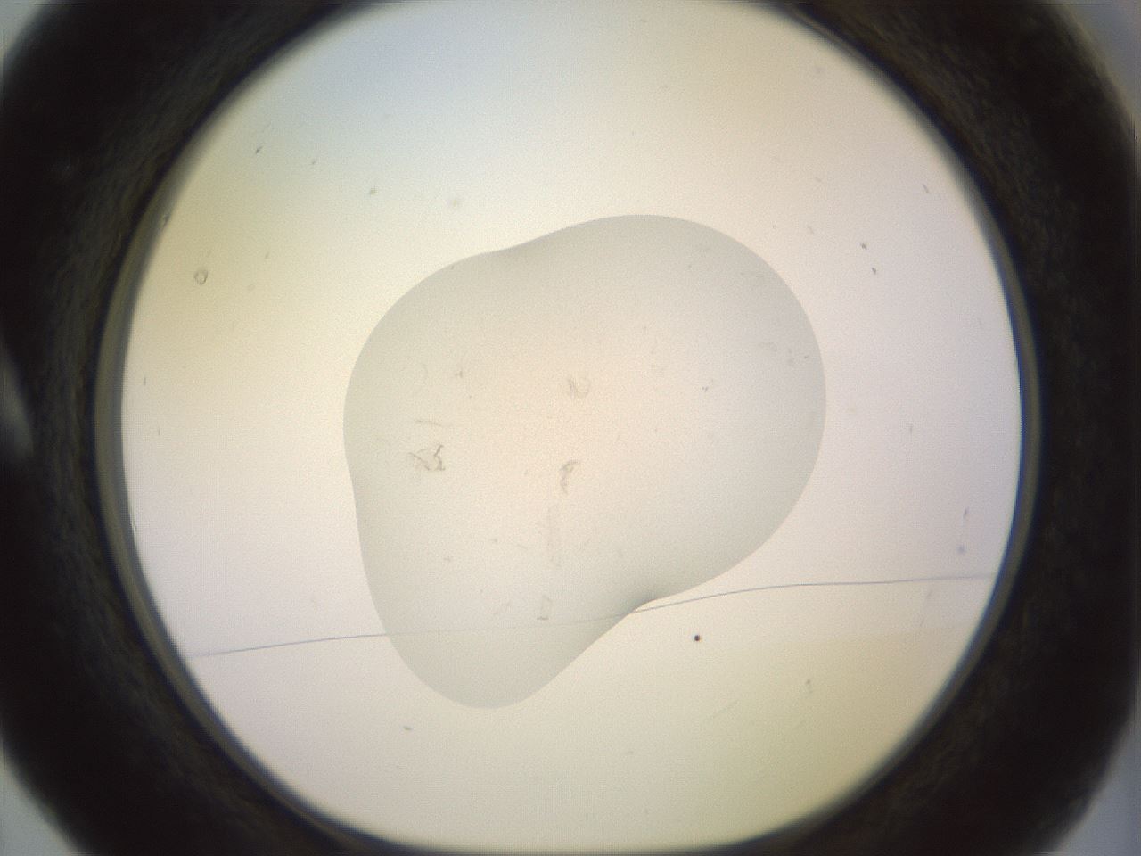 folderID553_plateID3553_batchID22363_wellNum5_profileID1_d1_r317107_ef.jpg
