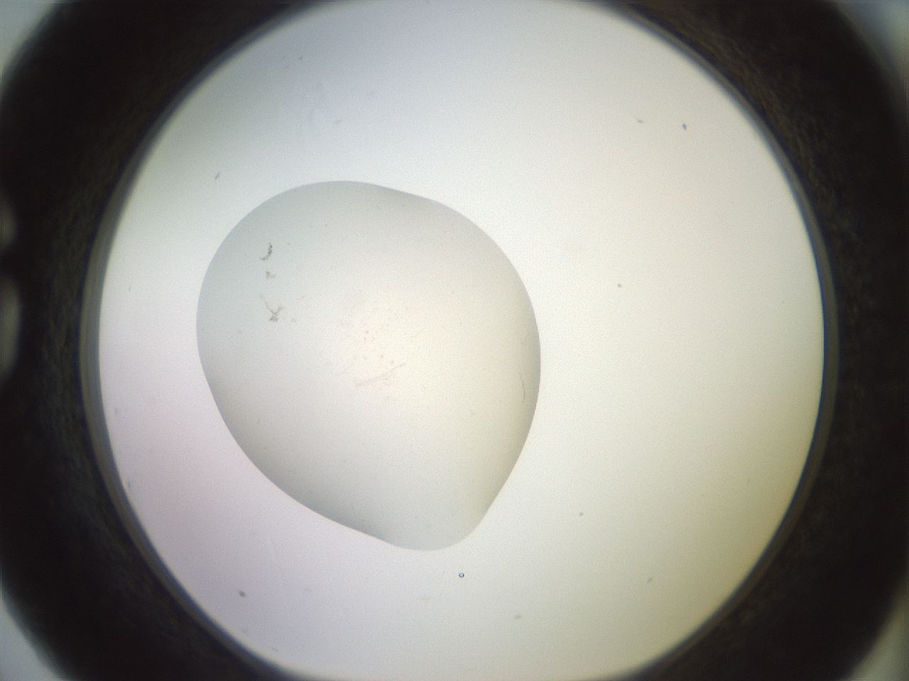 folderID554_plateID3554_batchID21038_wellNum75_profileID1_d1_r317369_ef.jpg
