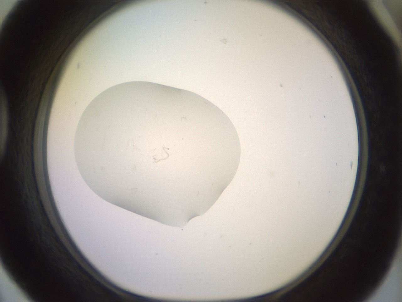 folderID554_plateID3554_batchID21126_wellNum42_profileID1_d1_r317336_ef.jpg
