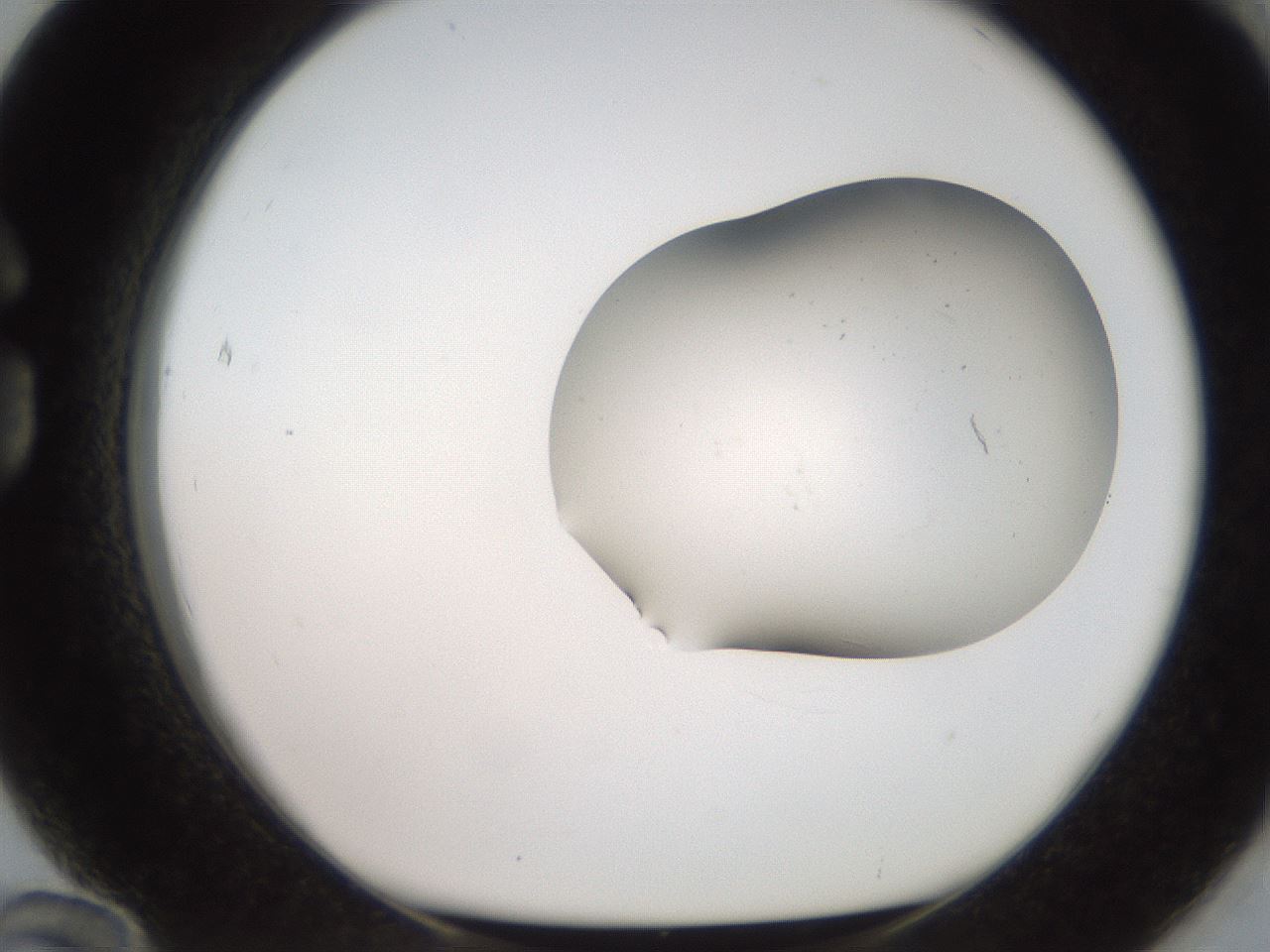 folderID555_plateID2555_batchID12497_wellNum84_profileID1_d1_r194957_ef.jpg