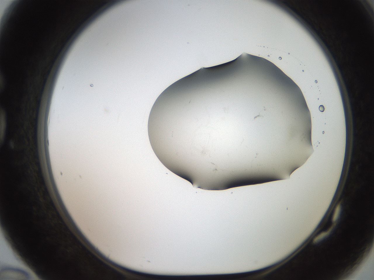 folderID555_plateID2555_batchID12517_wellNum82_profileID1_d1_r194953_ef.jpg