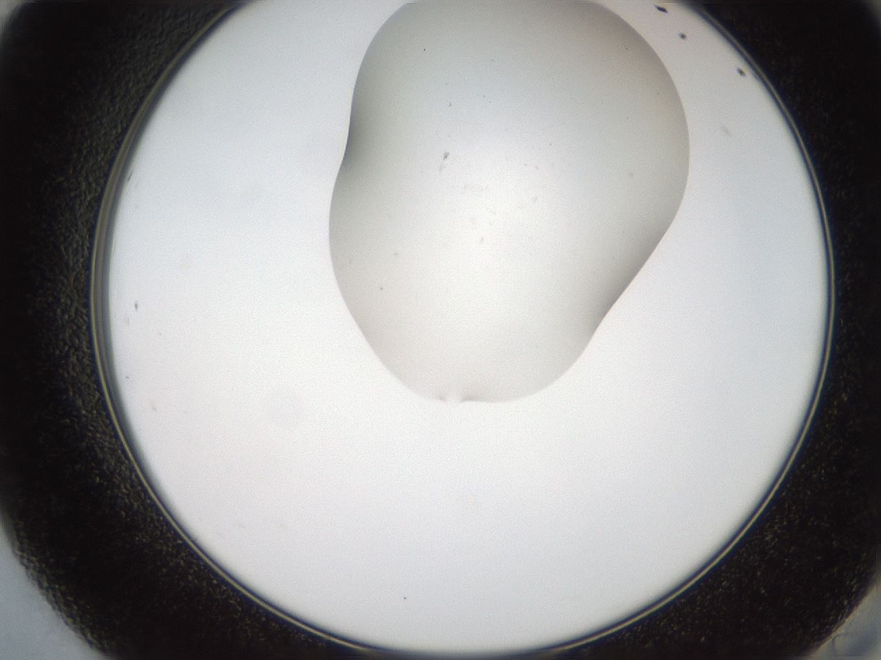 folderID555_plateID2555_batchID12549_wellNum84_profileID1_d2_r194958_ef.jpg
