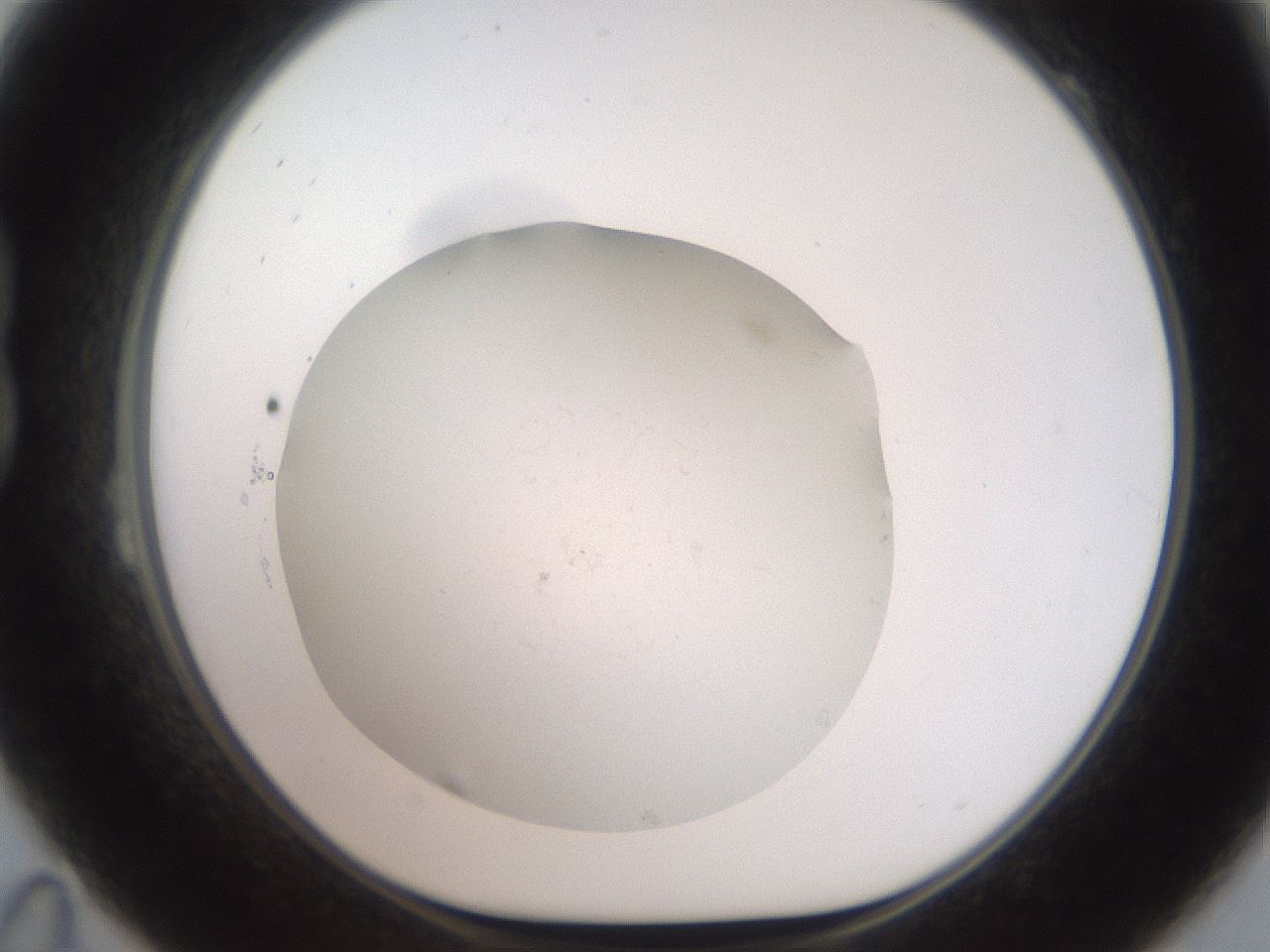 folderID555_plateID2555_batchID12552_wellNum23_profileID1_d1_r194835_ef.jpg