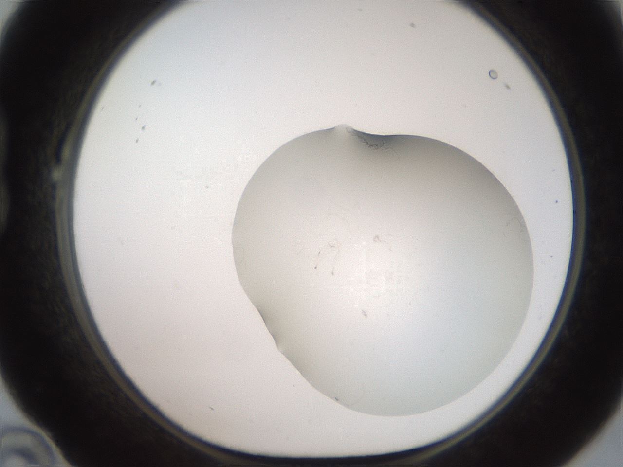 folderID555_plateID2555_batchID12581_wellNum22_profileID1_d1_r194833_ef.jpg