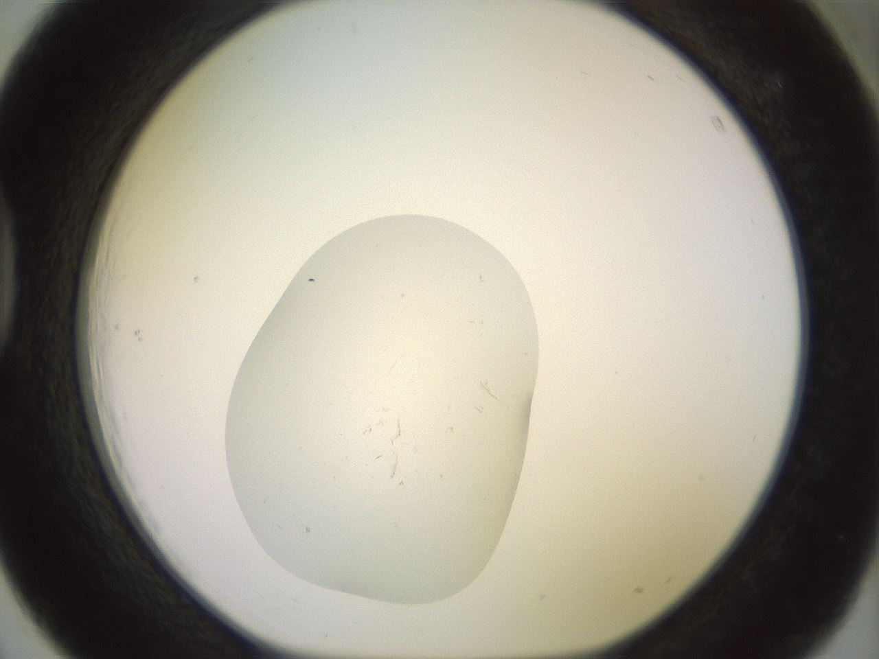 folderID557_plateID3557_batchID21674_wellNum39_profileID1_d1_r318005_ef.jpg