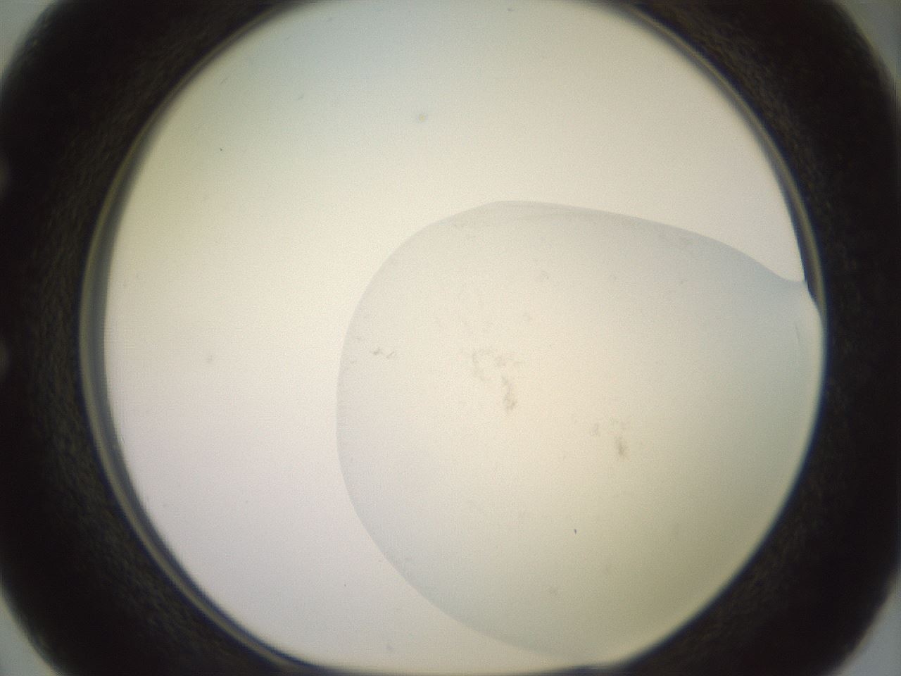 folderID559_plateID3559_batchID20824_wellNum50_profileID1_d1_r318220_ef.jpg