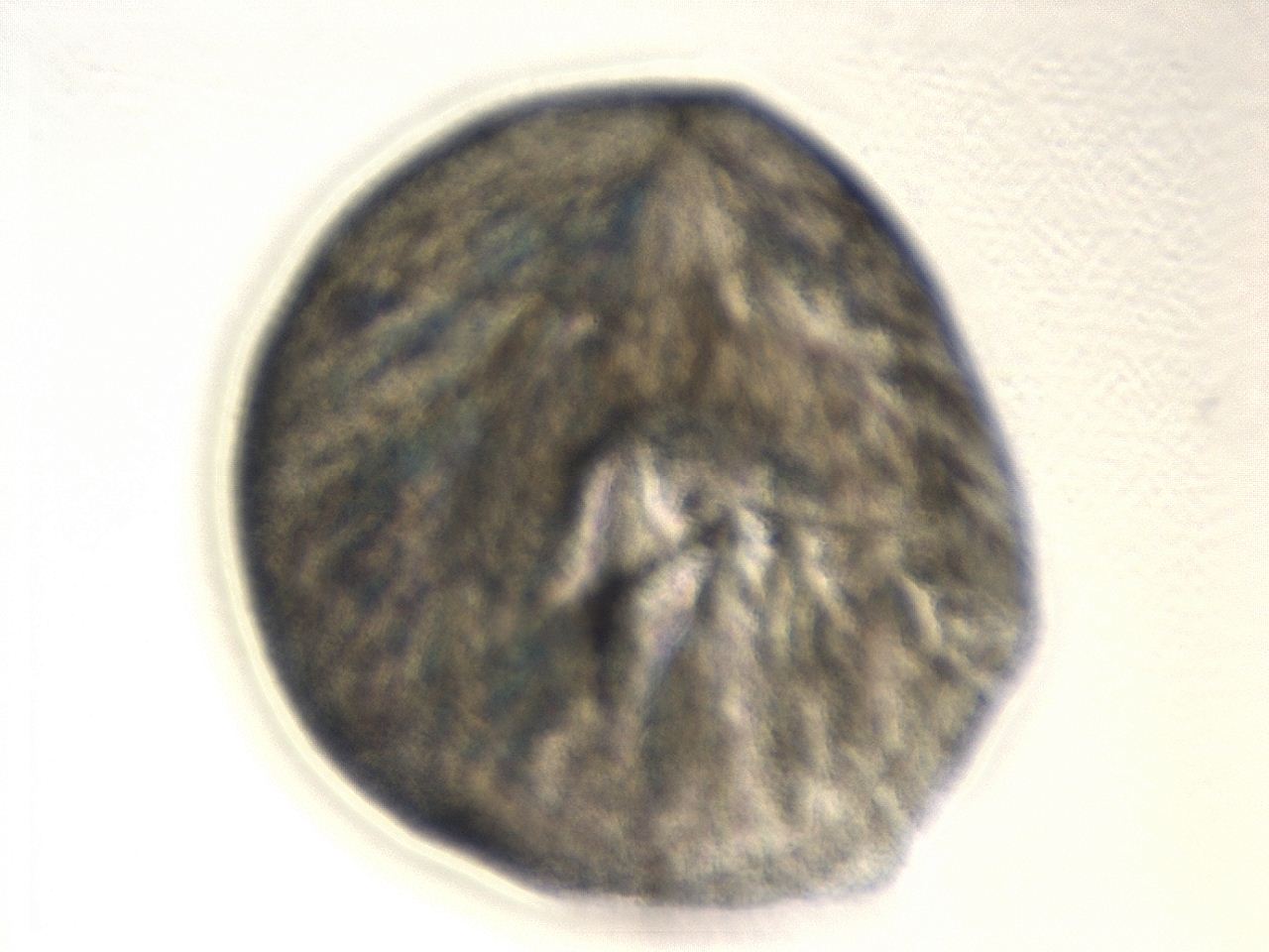 0494_G12_ImagerDefaults_3.jpg