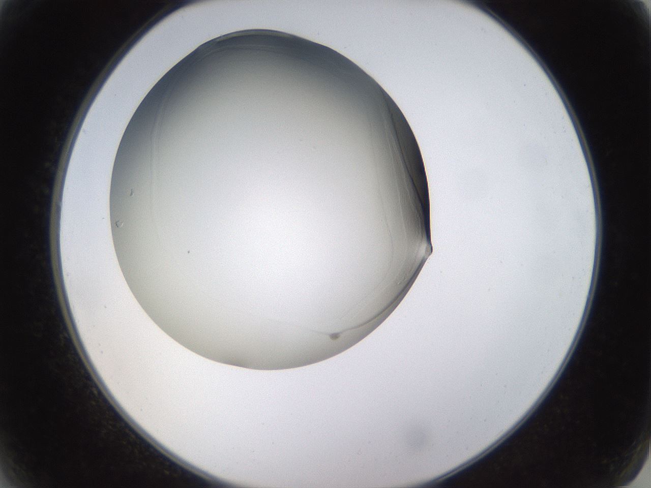 folderID563_plateID1563_batchID6400_wellNum2_profileID1_d2_r101655_ef.jpg