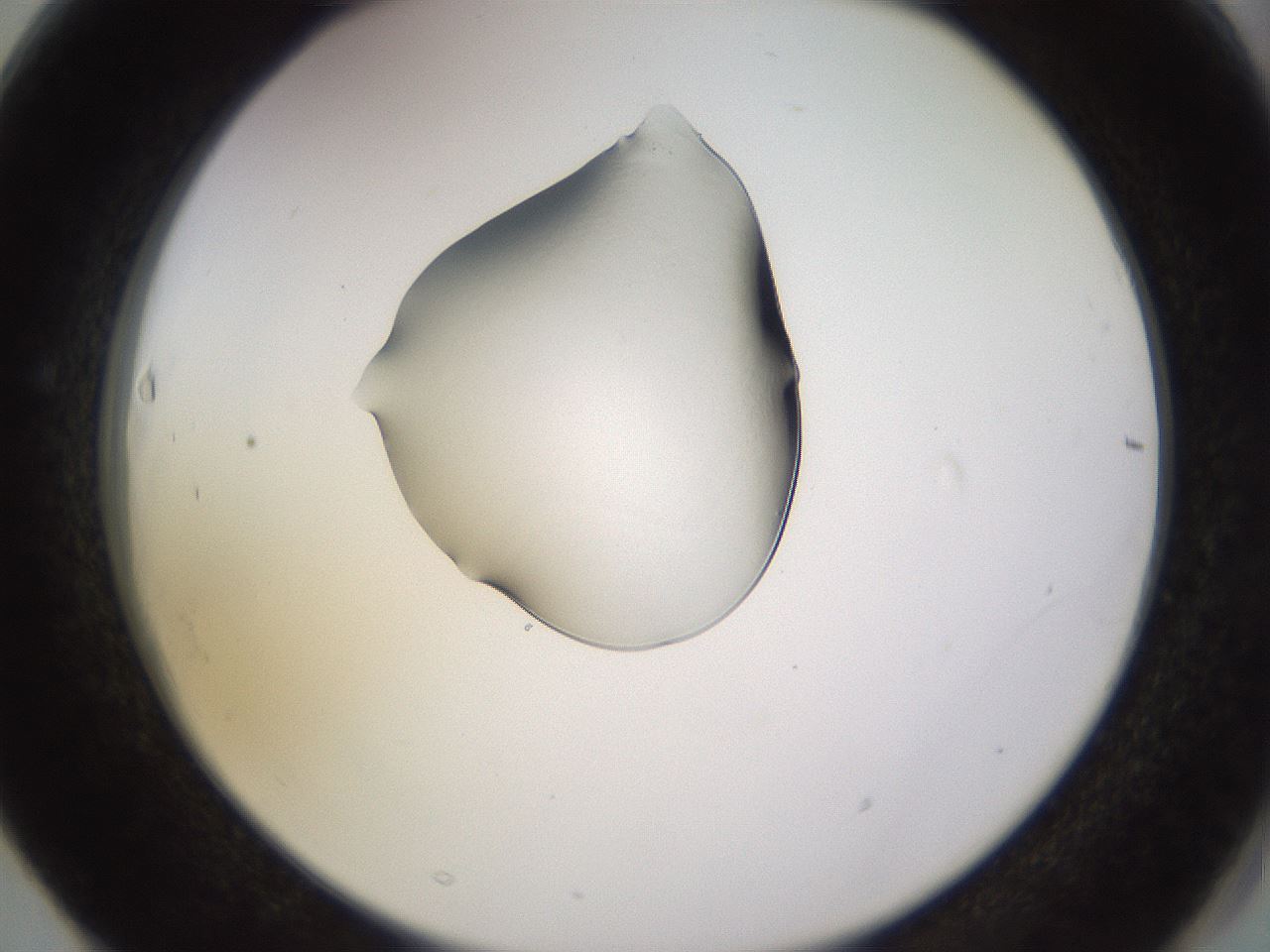 folderID564_plateID1564_batchID6199_wellNum63_profileID1_d2_r101969_ef.jpg