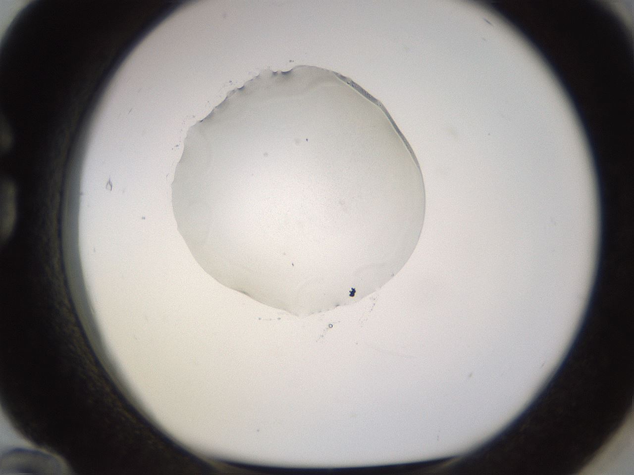 folderID564_plateID1564_batchID6199_wellNum84_profileID1_d1_r102010_ef.jpg