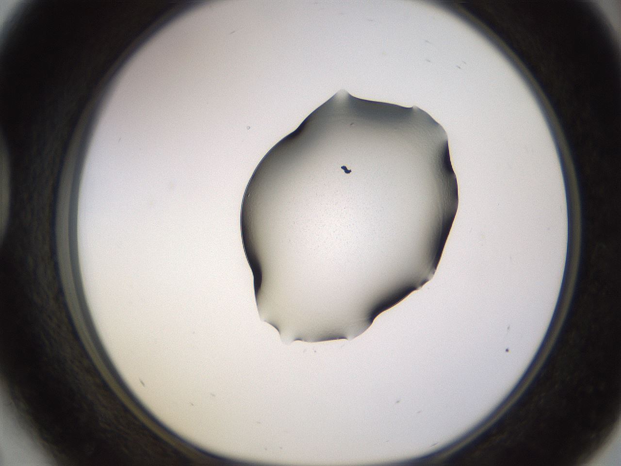 folderID564_plateID1564_batchID6401_wellNum41_profileID1_d1_r101924_ef.jpg