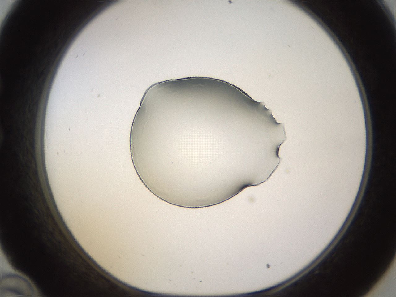 folderID565_plateID1565_batchID6353_wellNum34_profileID1_d1_r102102_ef.jpg