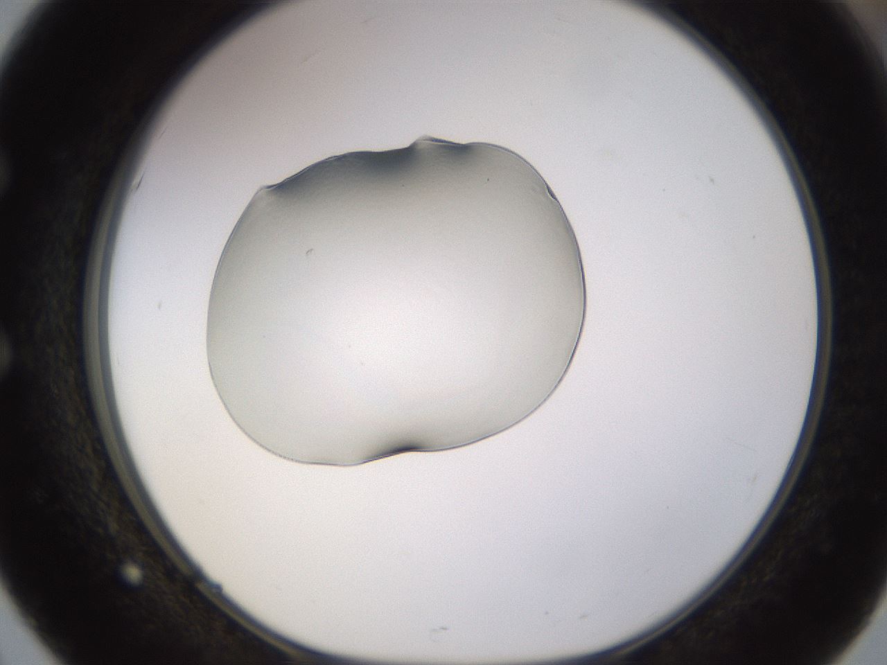 folderID565_plateID1565_batchID6402_wellNum51_profileID1_d1_r102136_ef.jpg