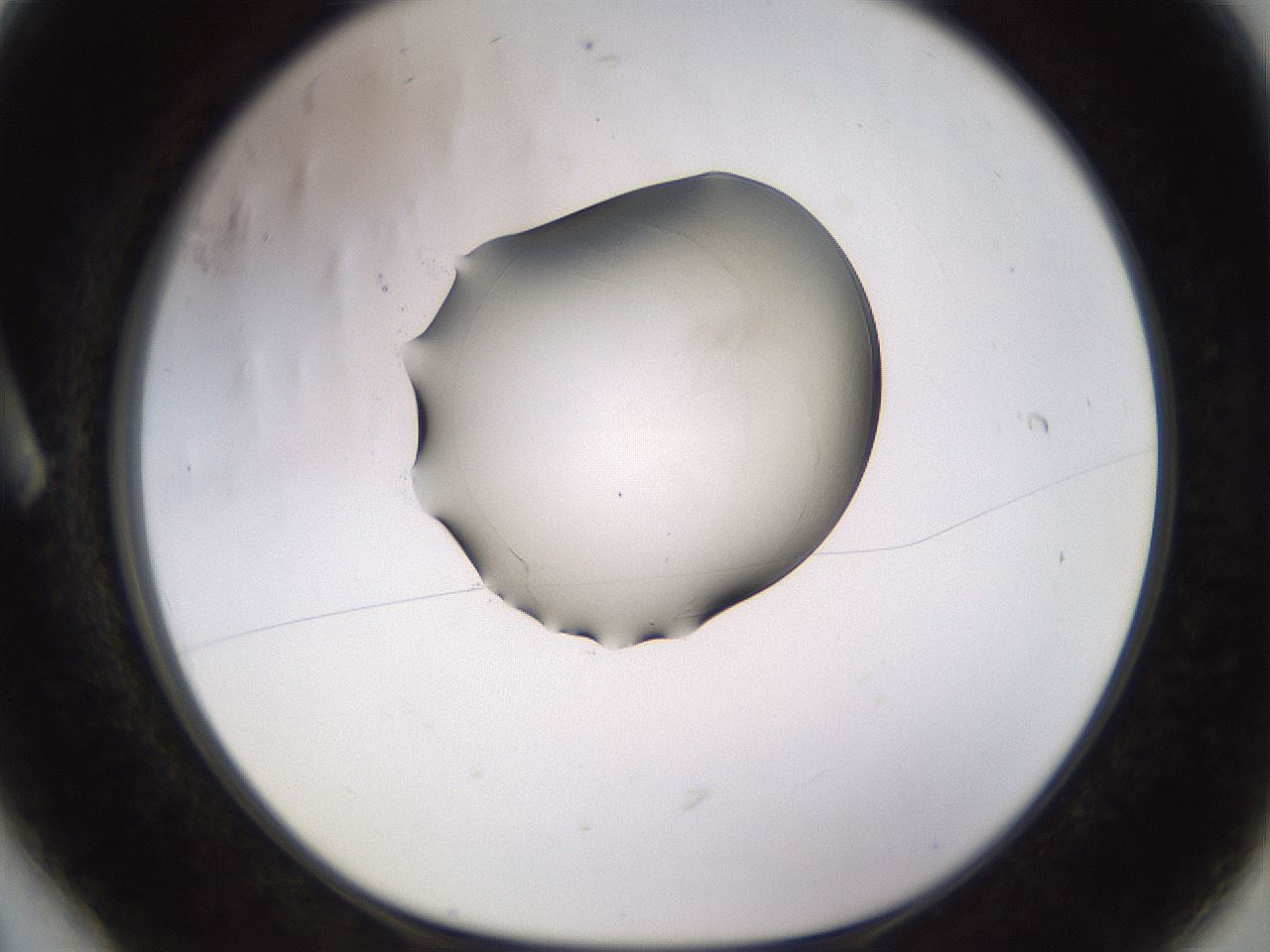 folderID566_plateID1566_batchID6284_wellNum6_profileID1_d1_r102233_ef.jpg