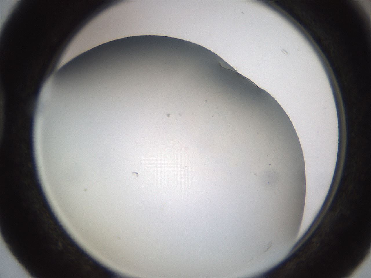 folderID573_plateID1573_batchID6453_wellNum40_profileID1_d1_r102909_ef.jpg