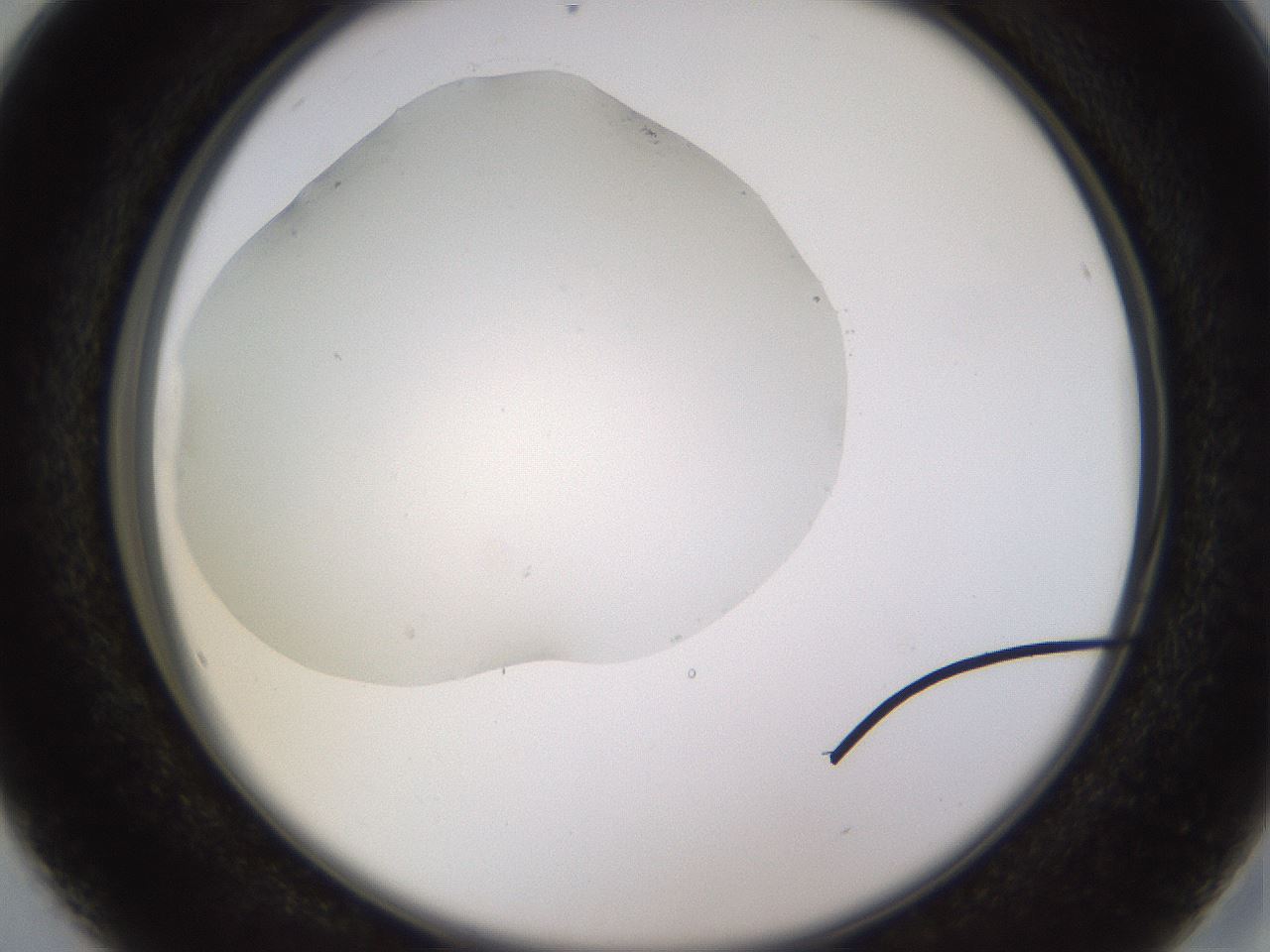 folderID575_plateID1575_batchID6281_wellNum16_profileID1_d2_r103150_ef.jpg