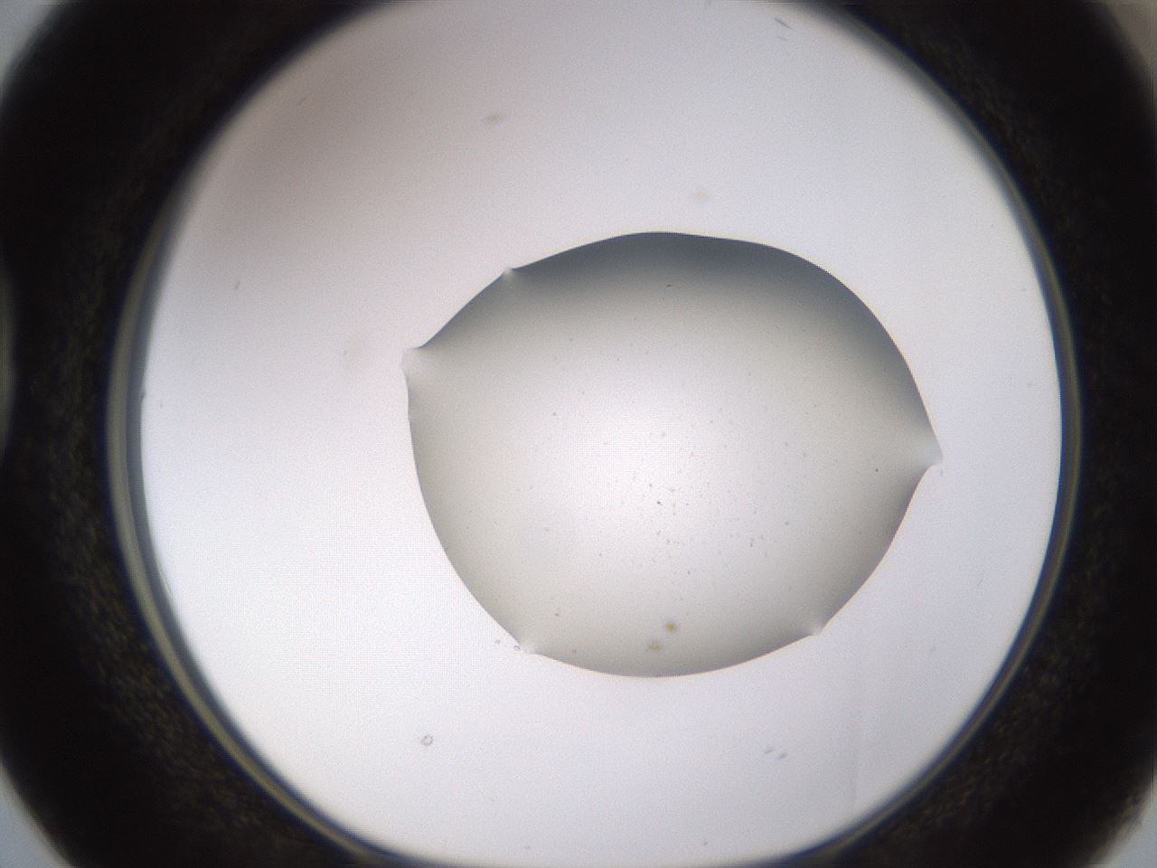 folderID576_plateID1576_batchID6294_wellNum38_profileID1_d1_r103348_ef.jpg
