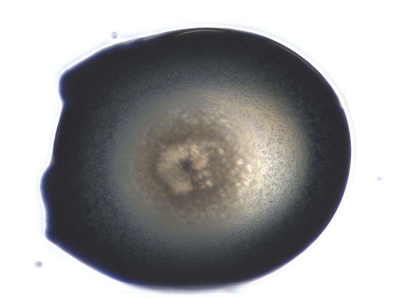 04ag_H1_ImagerDefaults_3.jpg