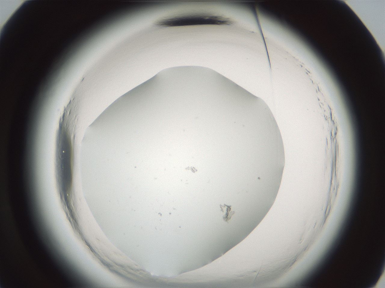 folderID586_plateID2586_batchID12791_wellNum48_profileID1_d3_r206073_ef.jpg