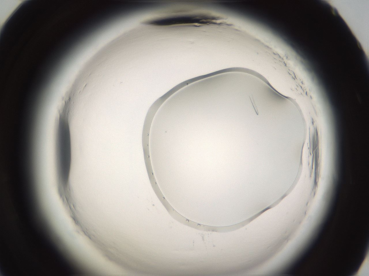 folderID593_plateID2593_batchID13871_wellNum71_profileID1_d2_r204413_ef.jpg