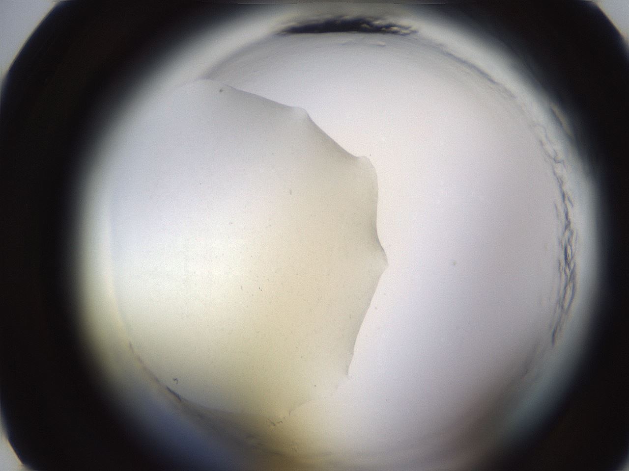 folderID594_plateID2594_batchID12762_wellNum10_profileID1_d1_r205381_ef.jpg