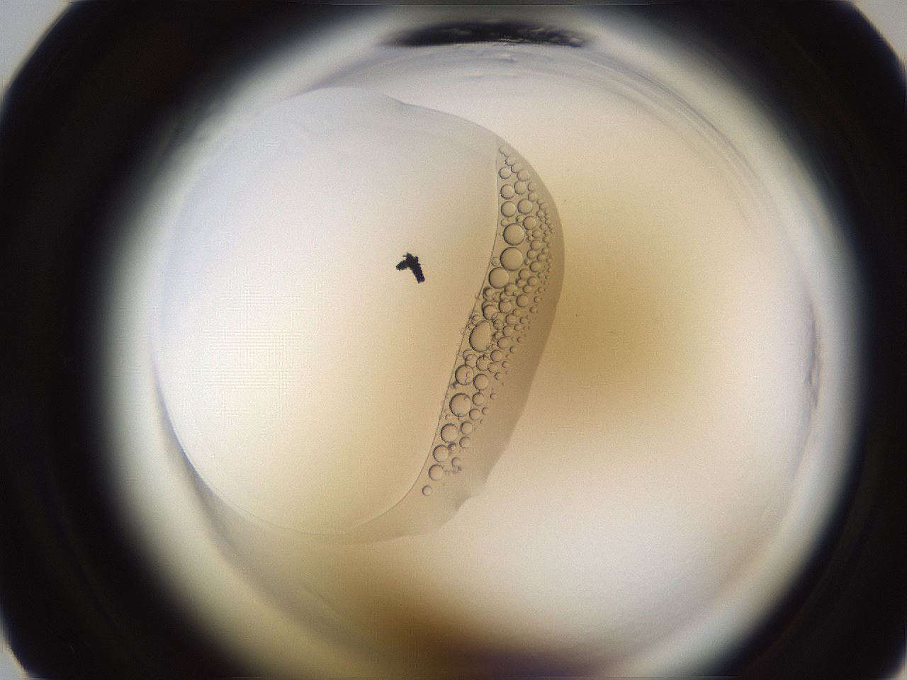 folderID594_plateID2594_batchID13875_wellNum8_profileID1_d1_r205375_ef.jpg