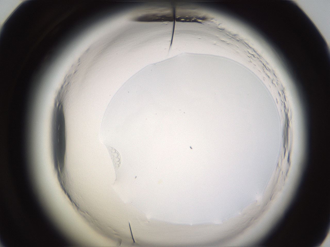 folderID595_plateID2595_batchID13089_wellNum60_profileID1_d1_r206395_ef.jpg
