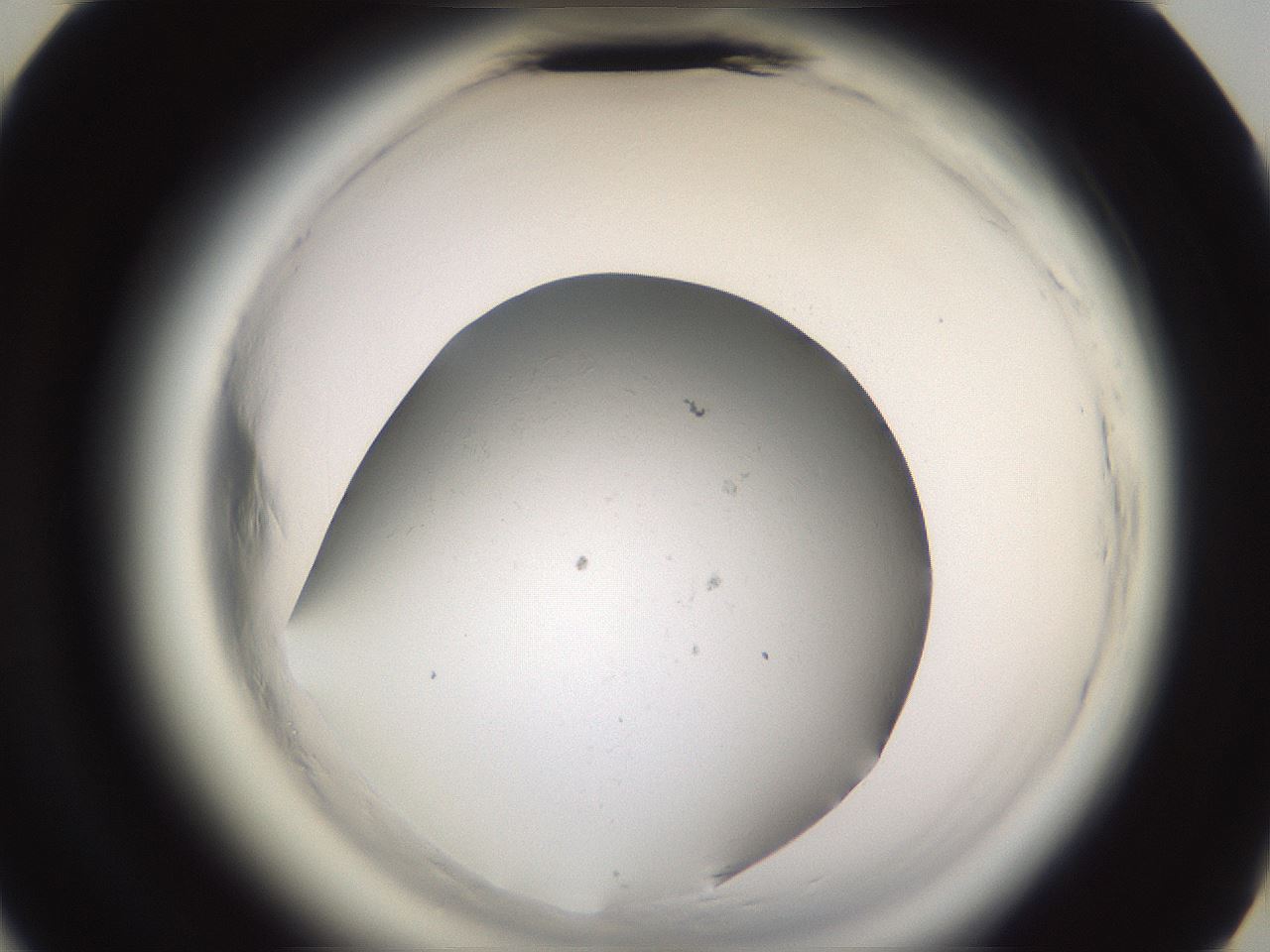 folderID596_plateID2596_batchID13090_wellNum44_profileID1_d3_r206925_ef.jpg