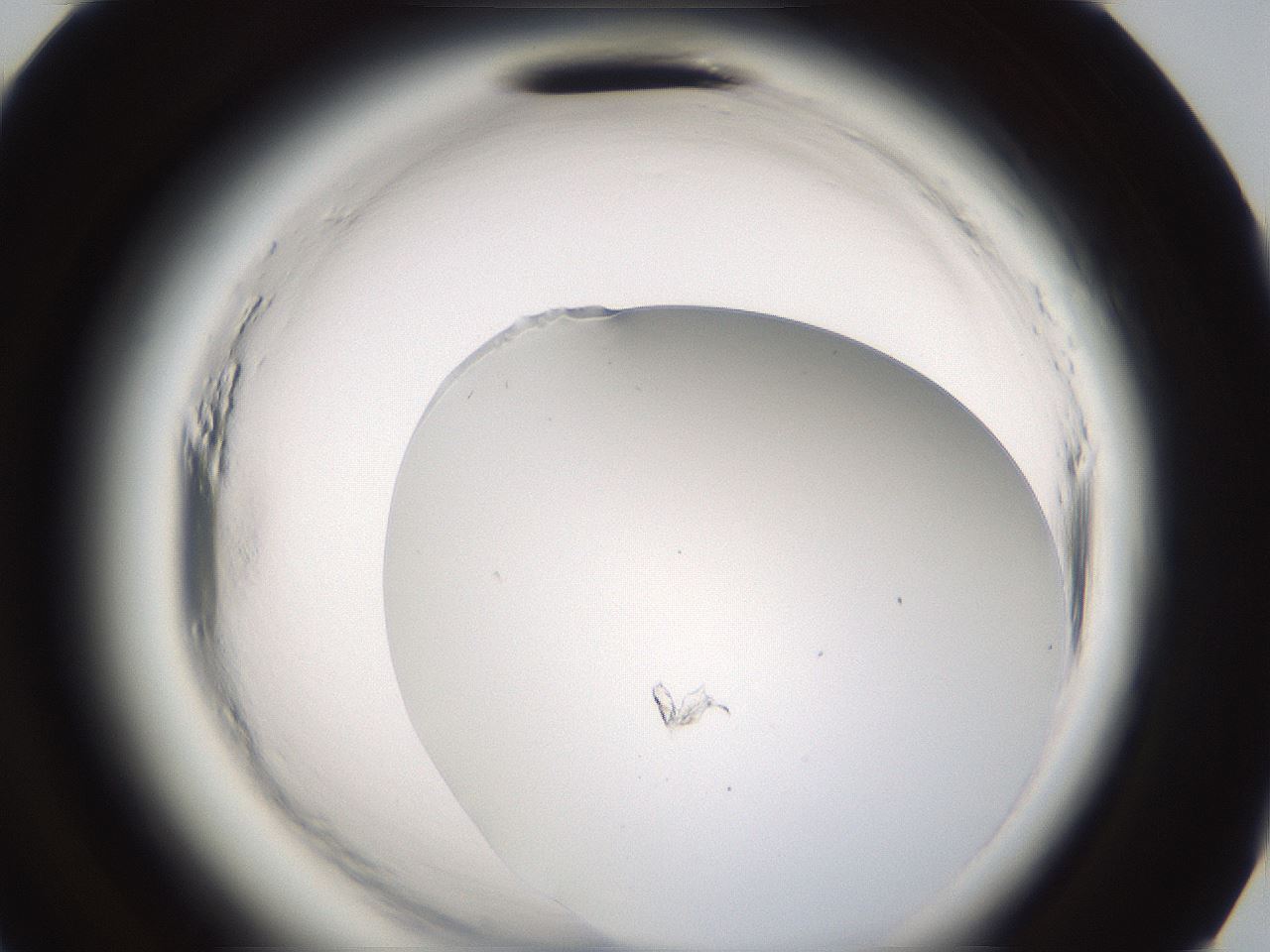 folderID596_plateID2596_batchID13090_wellNum95_profileID1_d3_r207078_ef.jpg