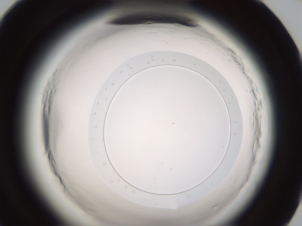 folderID597_plateID2597_batchID12774_wellNum95_profileID1_d1_r207652_ef.jpg