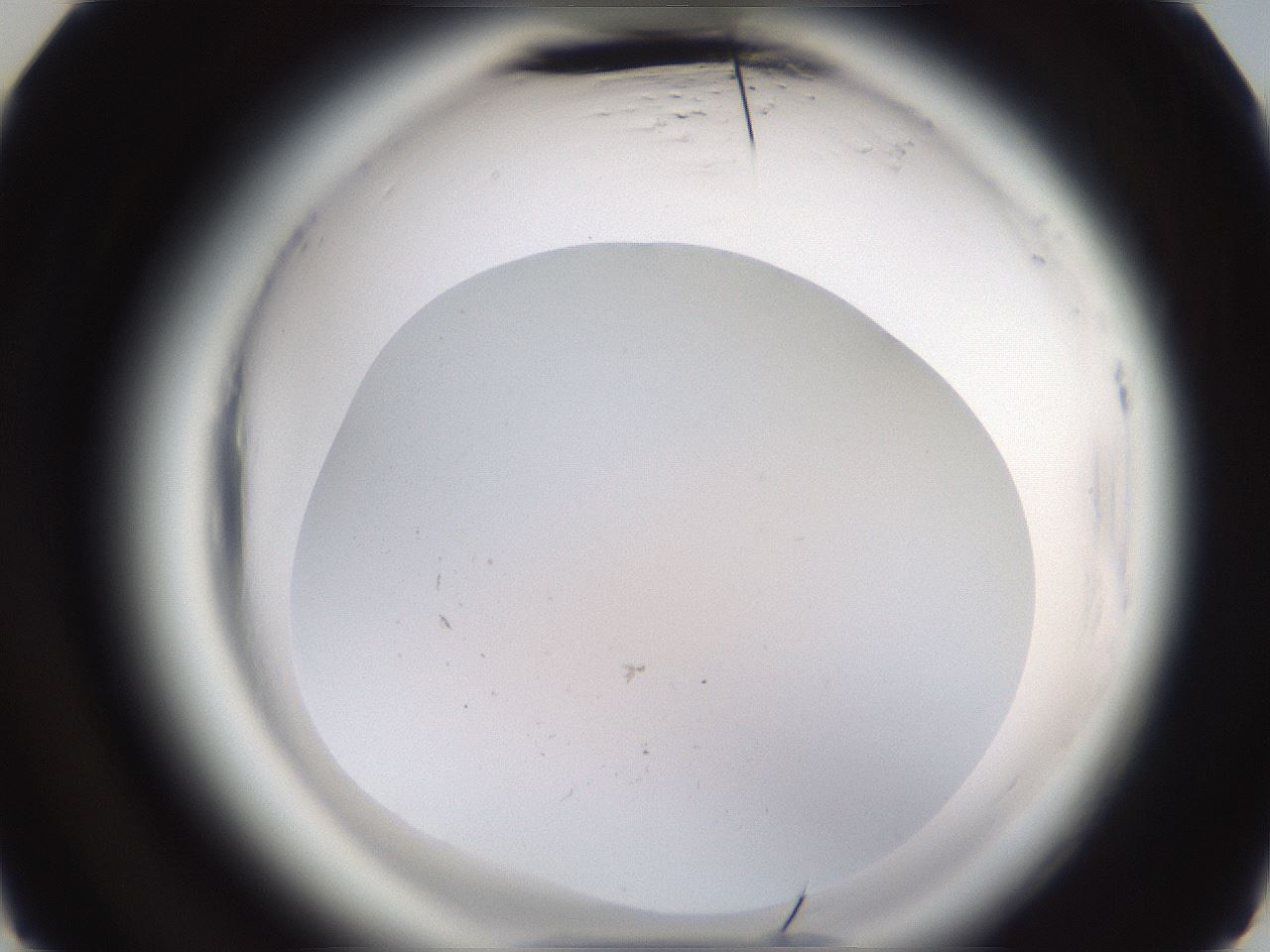 folderID597_plateID2597_batchID13018_wellNum29_profileID1_d3_r207456_ef.jpg