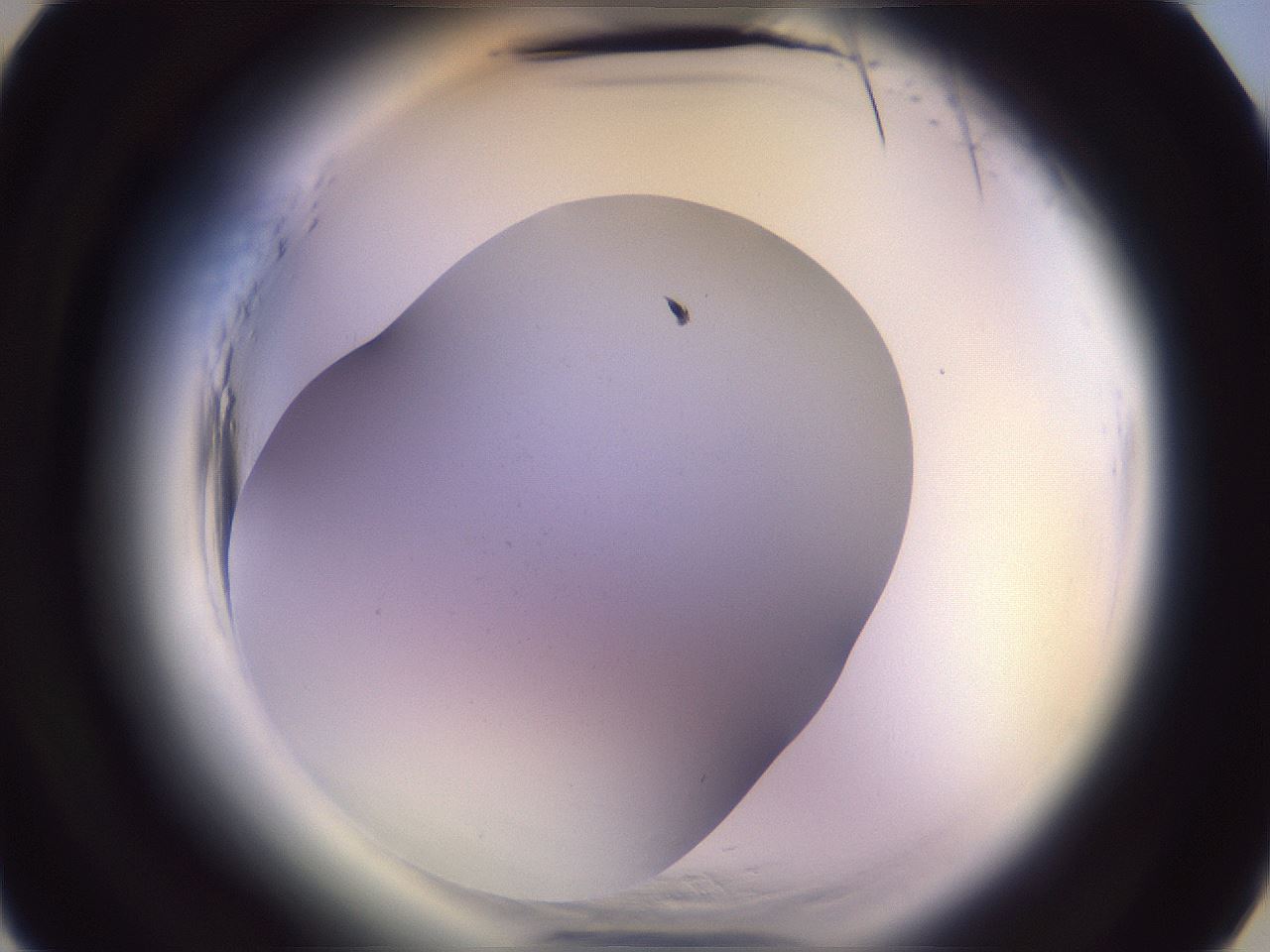 folderID599_plateID2599_batchID13060_wellNum4_profileID1_d3_r198164_ef.jpg