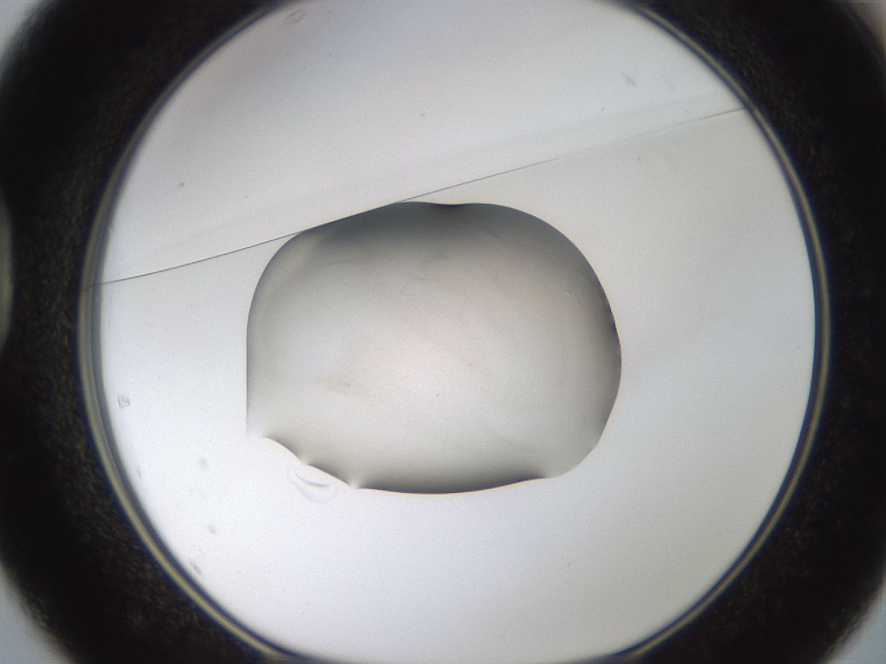 folderID59_plateID3059_batchID16943_wellNum37_profileID1_d1_r257037_ef.jpg