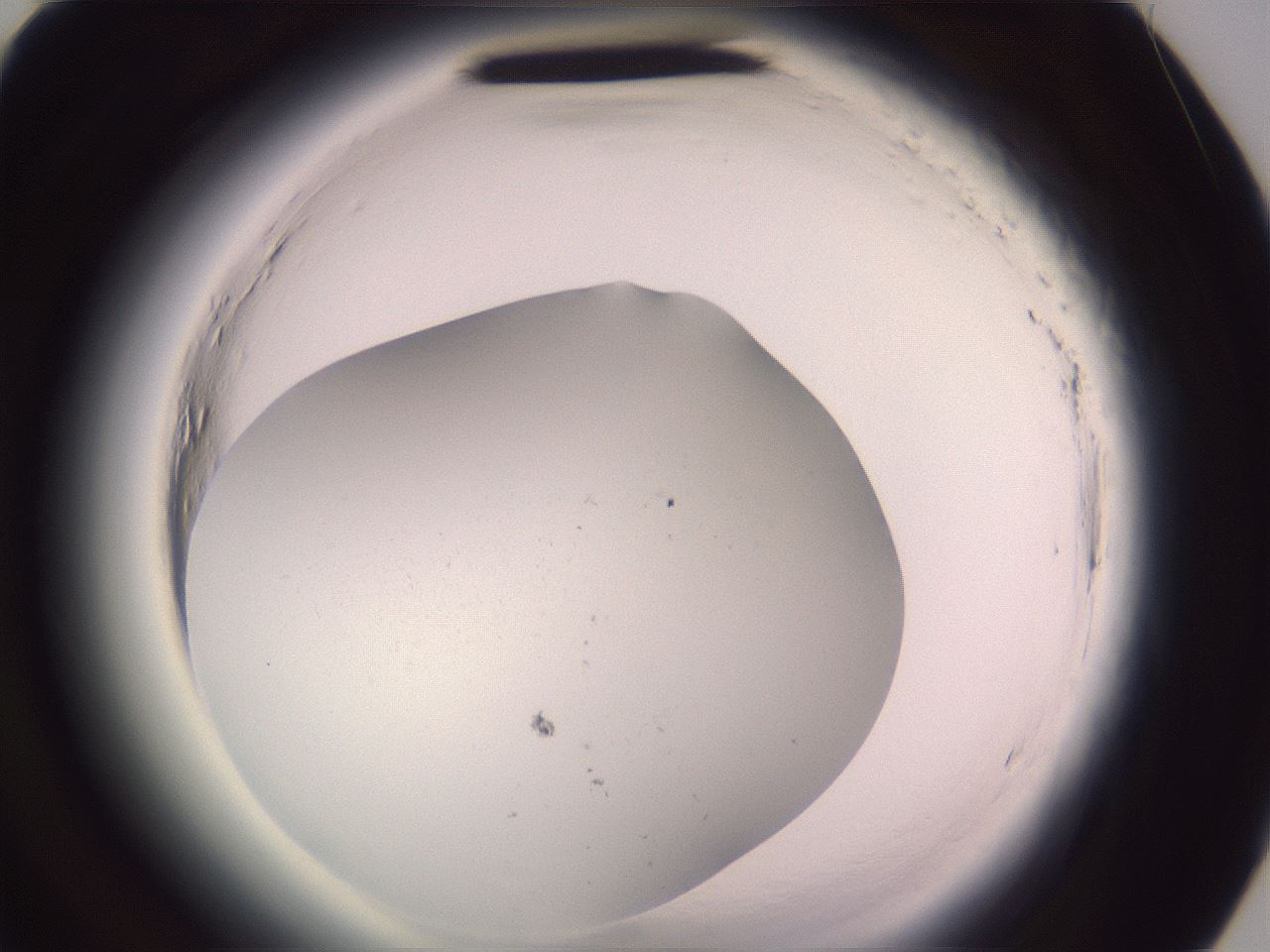 folderID600_plateID2600_batchID12829_wellNum81_profileID1_d3_r198971_ef.jpg