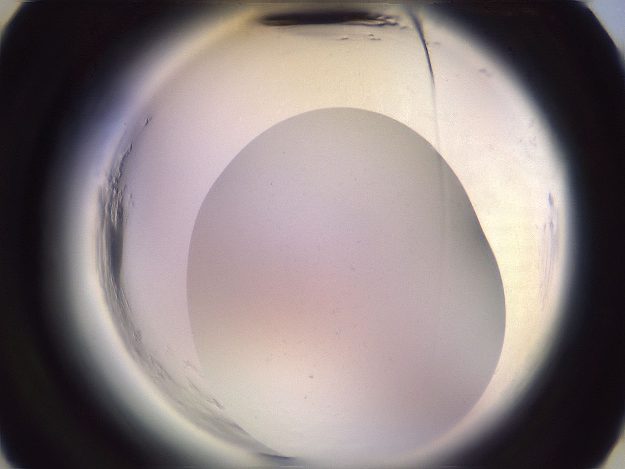 folderID600_plateID2600_batchID12958_wellNum16_profileID1_d3_r198776_ef.jpg
