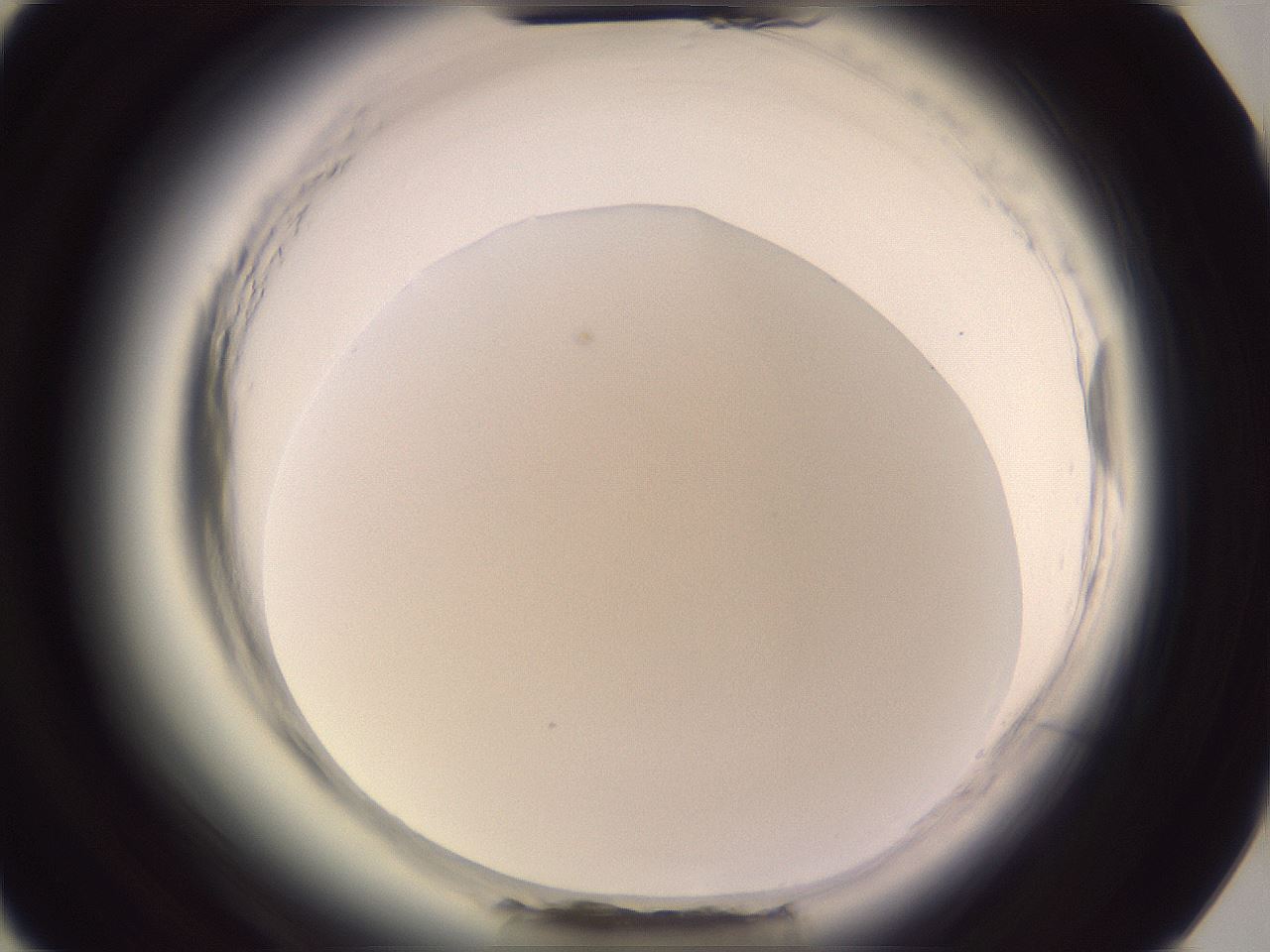 folderID600_plateID2600_batchID15095_wellNum73_profileID1_d3_r198947_ef.jpg