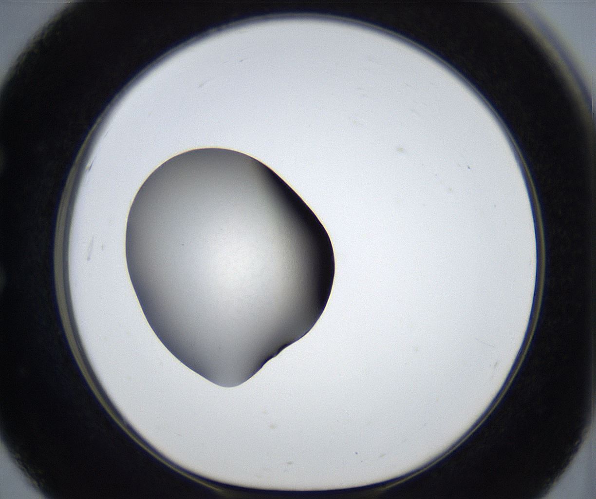 folderID600_plateID3600_batchID21382_wellNum51_profileID1_d1_r321221_ef.jpg