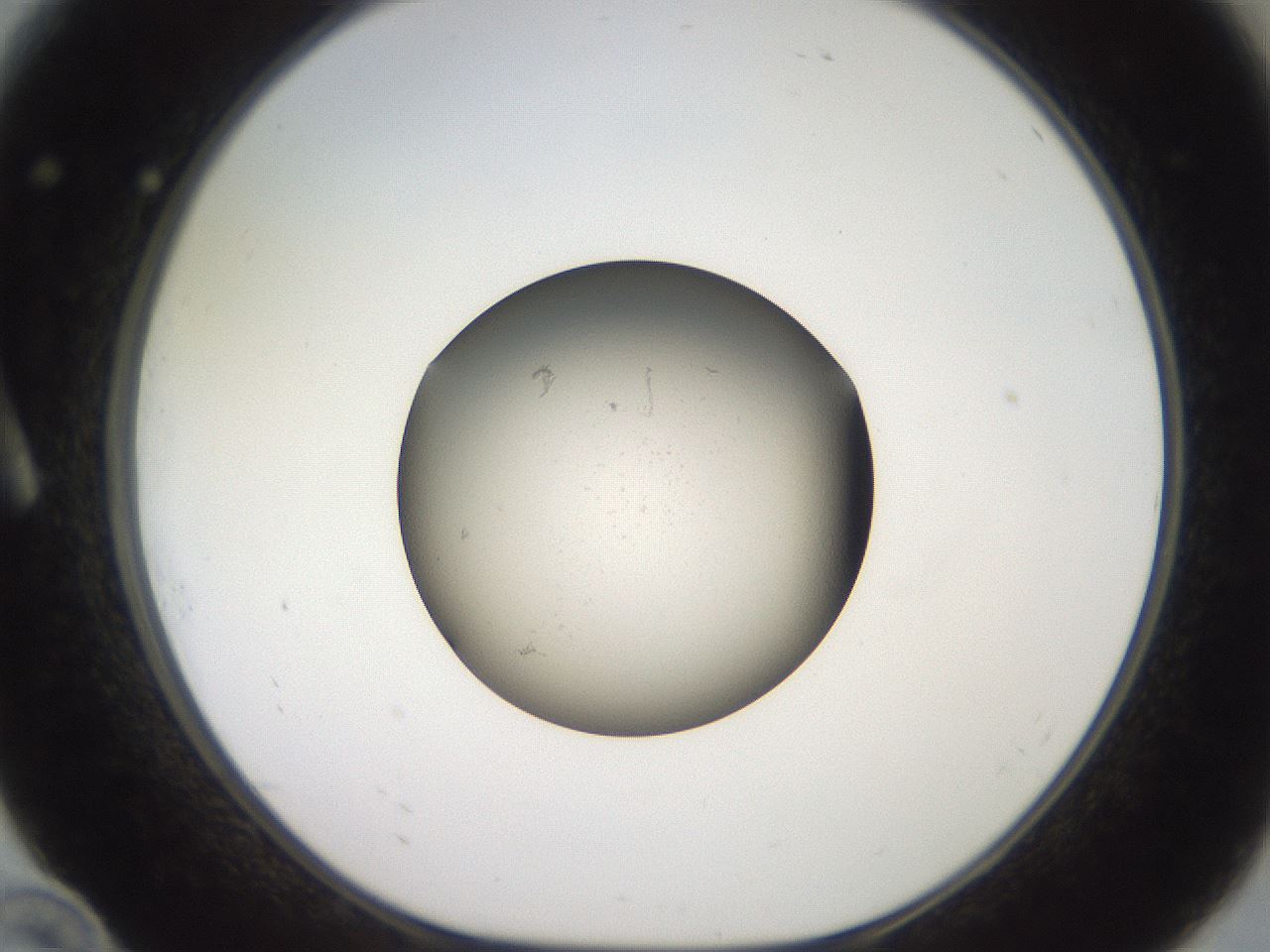 folderID604_plateID3604_batchID21250_wellNum10_profileID1_d1_r321802_ef.jpg