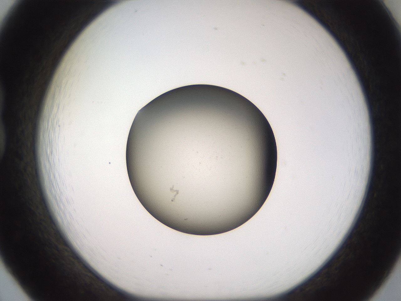 folderID604_plateID3604_batchID21358_wellNum20_profileID1_d1_r321812_ef.jpg