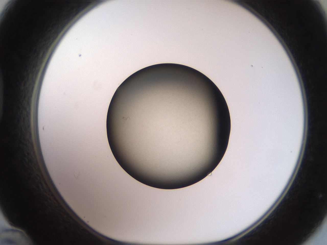 folderID604_plateID3604_batchID21730_wellNum48_profileID1_d1_r321840_ef.jpg