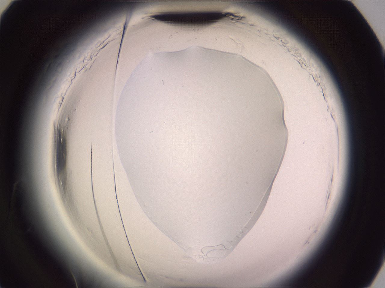 folderID605_plateID2605_batchID13444_wellNum90_profileID1_d2_r203030_ef.jpg