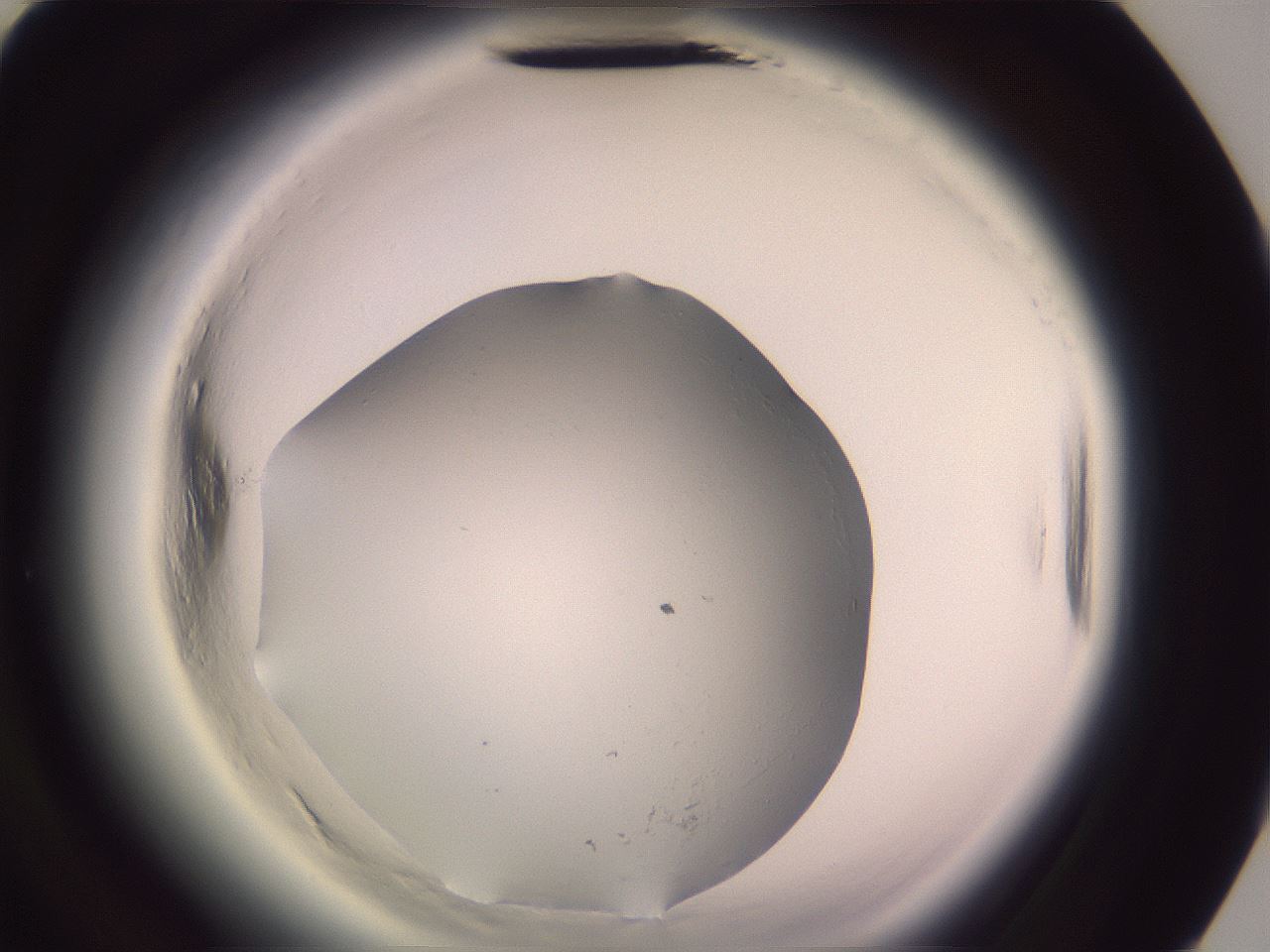 folderID605_plateID2605_batchID13874_wellNum92_profileID1_d3_r203037_ef.jpg
