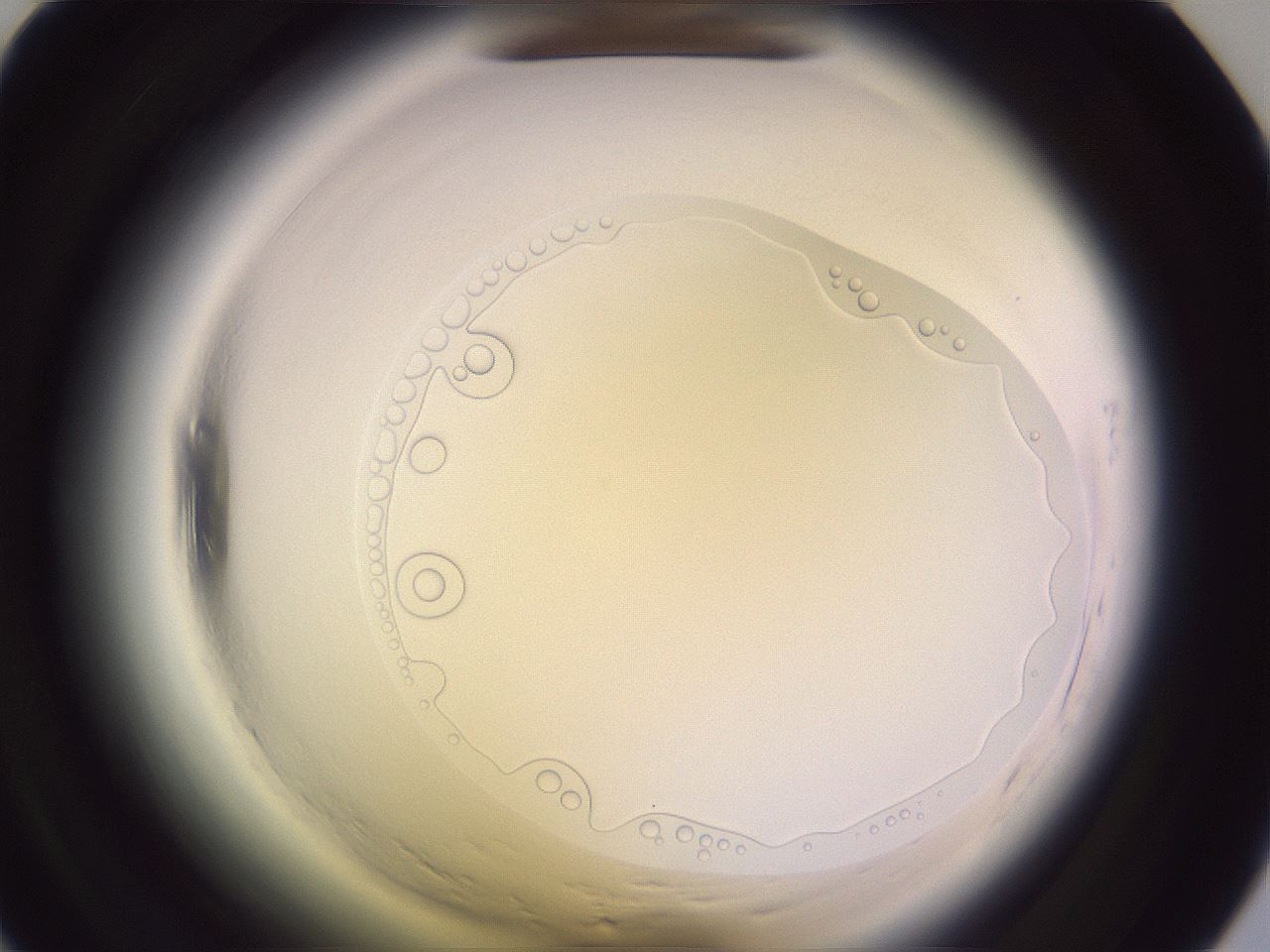 folderID606_plateID2606_batchID13078_wellNum31_profileID1_d1_r203716_ef.jpg