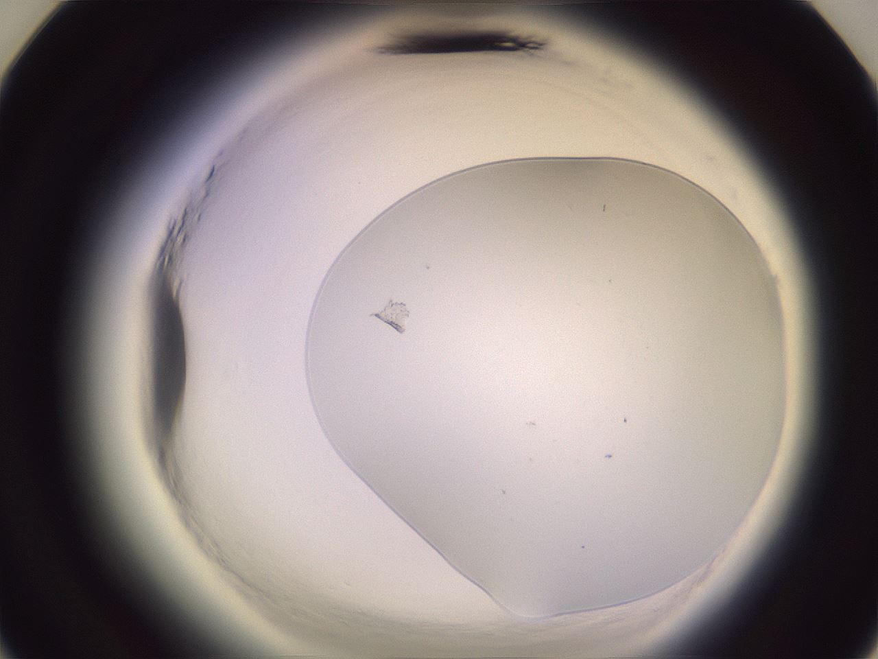 folderID607_plateID2607_batchID13080_wellNum24_profileID1_d3_r204561_ef.jpg