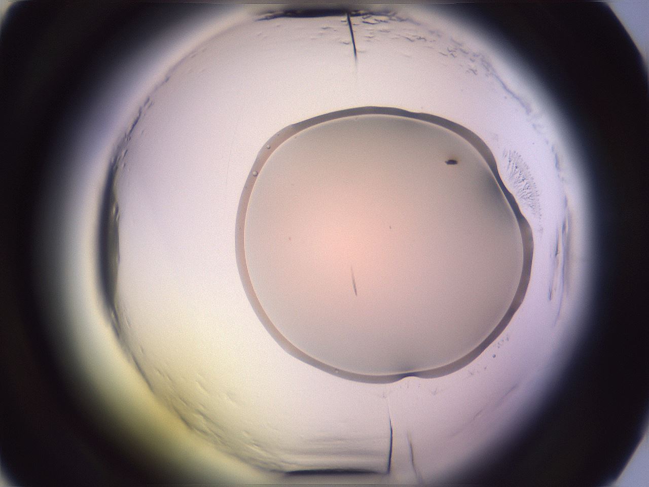 folderID612_plateID2612_batchID14341_wellNum13_profileID1_d2_r205679_ef.jpg