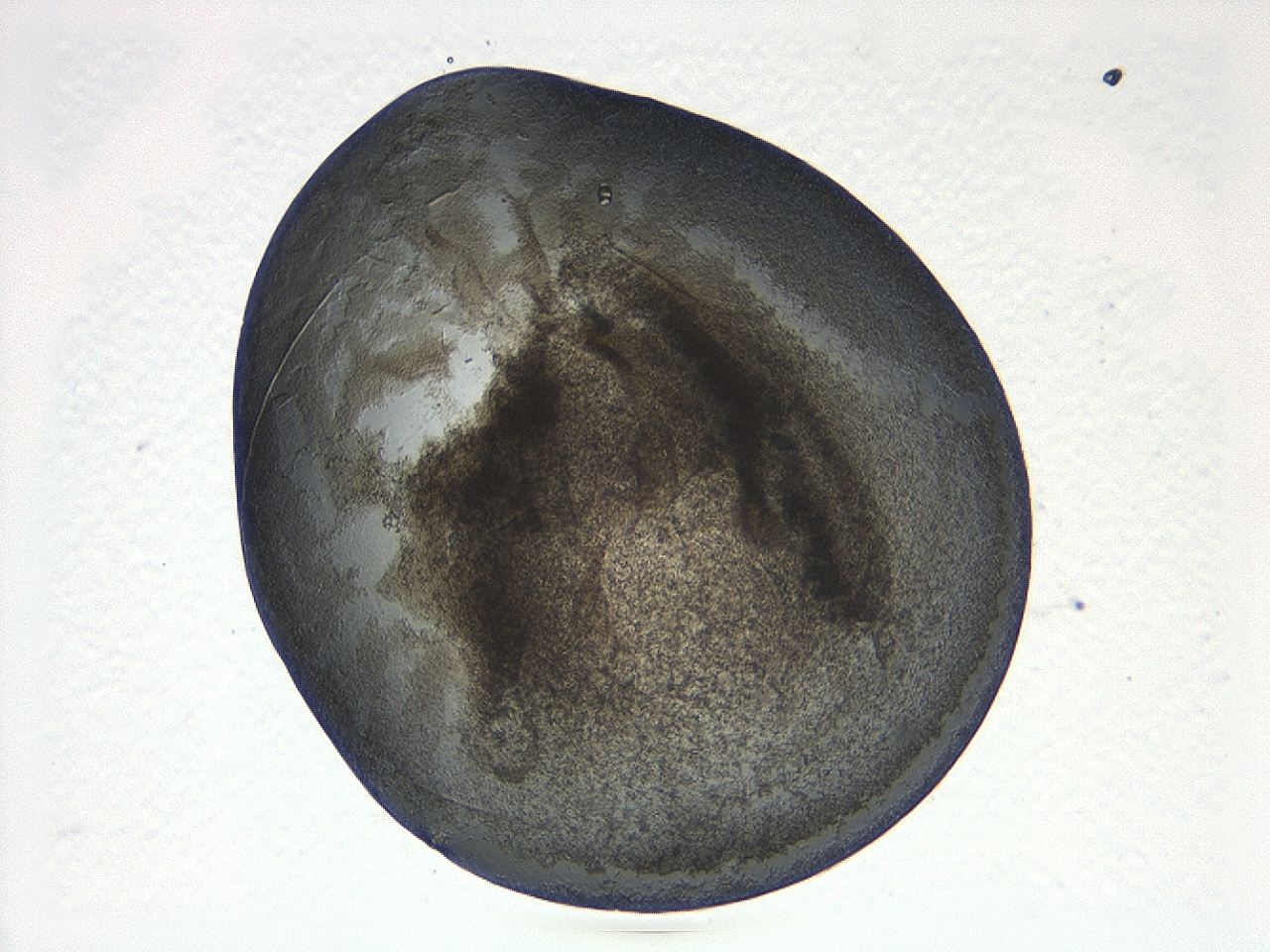 04al_D1_ImagerDefaults_3.jpg