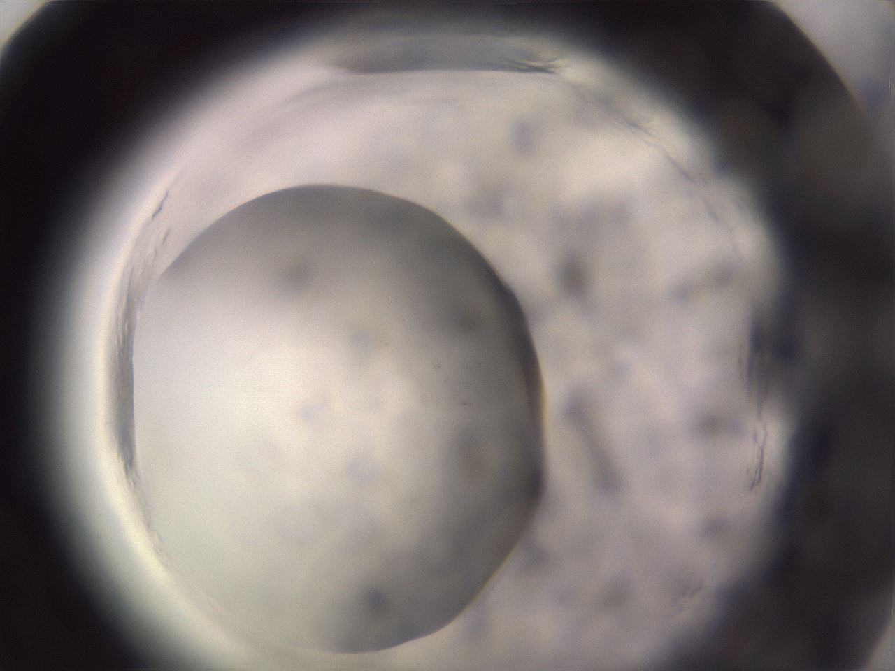 folderID640_plateID2640_batchID13976_wellNum82_profileID1_d1_r214722_ef.jpg